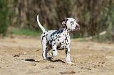 DALMATIEN 013